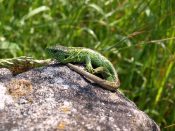 7854-lizard-54386